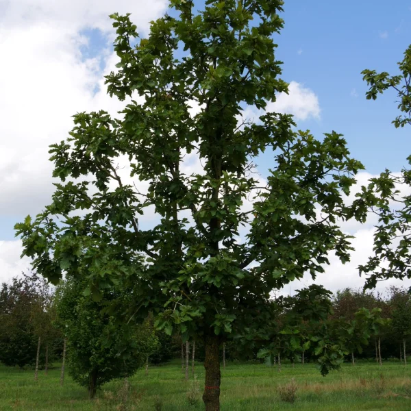 Quercus dentata 'Carl Ferris Miller' – dub zubatý 'Carl Ferris Miller'