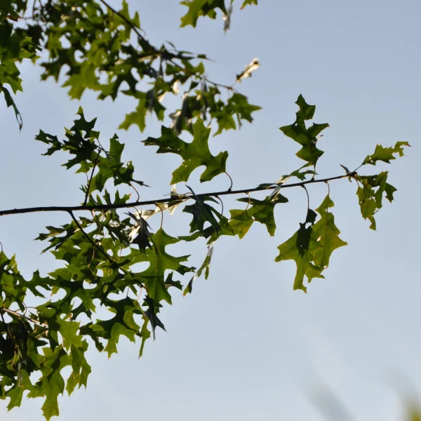 Quercus ellipsoidalis 'Hemelrijk' – Dub elipsoidní 'Hemelrijk'