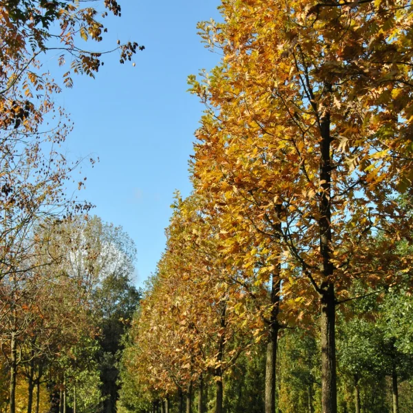Quercus frainetto – dub bálkánský