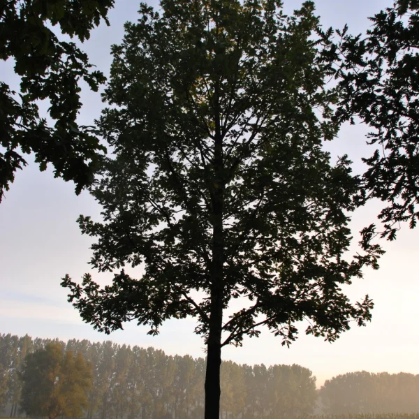 Quercus frainetto FOREST GREEN ('Schmidt') – dub balkánský FOREST GREEN ('Schmidt')
