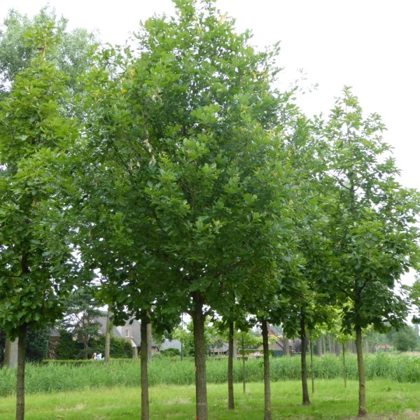 Quercus hickelii – dub černomořský