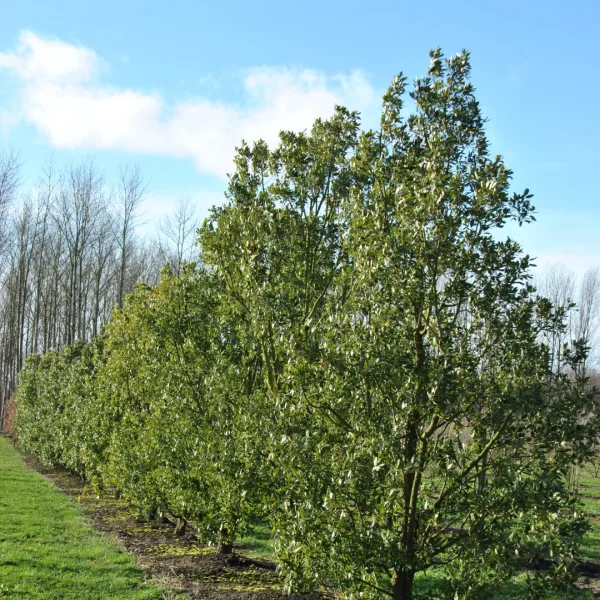 Quercus ×hispanica – dub x španělský