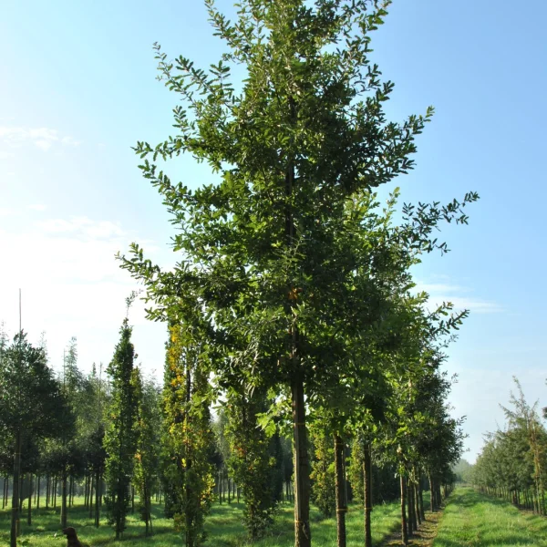 Quercus ×hispanica 'Ambrozyana' – dub Ambrózyův