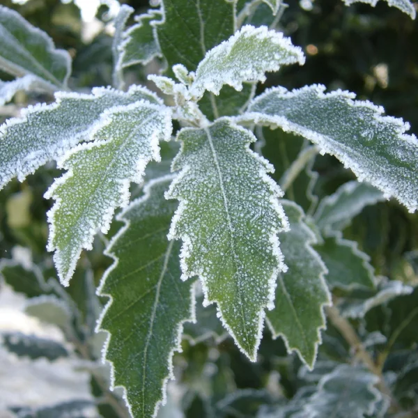Quercus ×hispanica 'Fulhamensis' – dub španělský 'Fulhamensis'