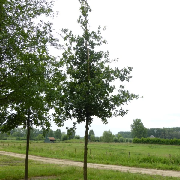 Quercus ×hispanica 'Lucombeana' – dub x španělský 'Lucombeana'