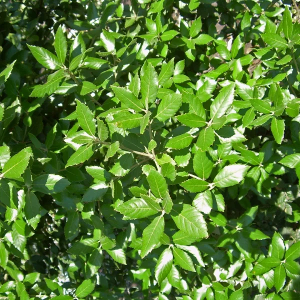 Quercus ×hispanica 'Waasland' – dub španělský 'Waasland'
