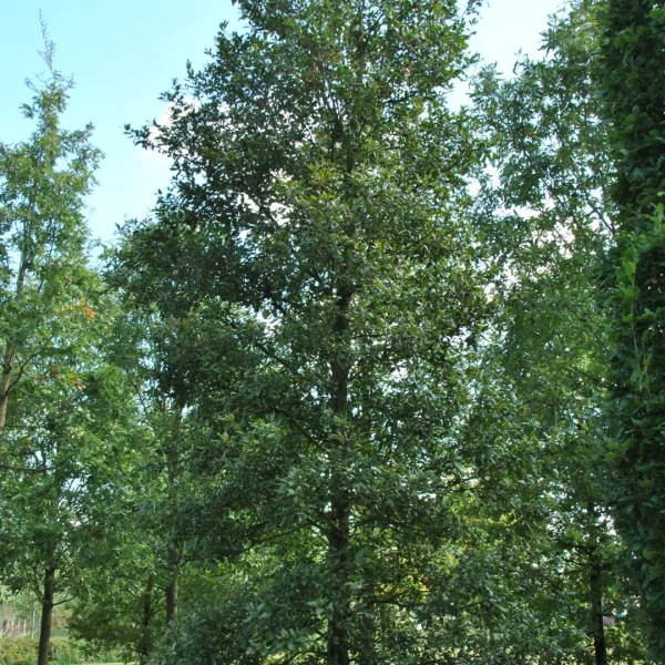 Quercus ×hispanica 'Wageningen' – dub španělský 'Wageningen'