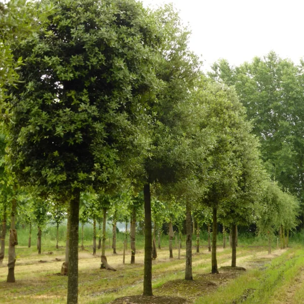 Quercus ilex – dub cesmínovitý