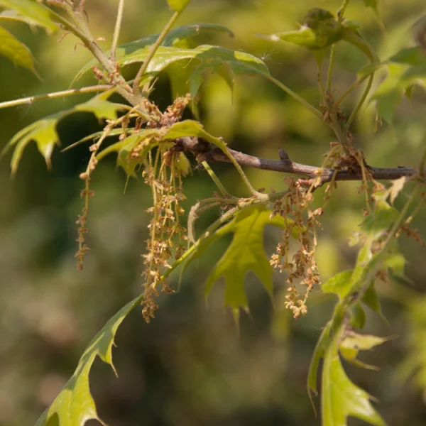 Quercus ithaburensis 'Hemelrijk Silver' – dub táborský 'Hemelrijk Silver'