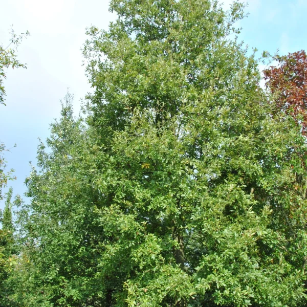 Quercus libani – dub libanonský