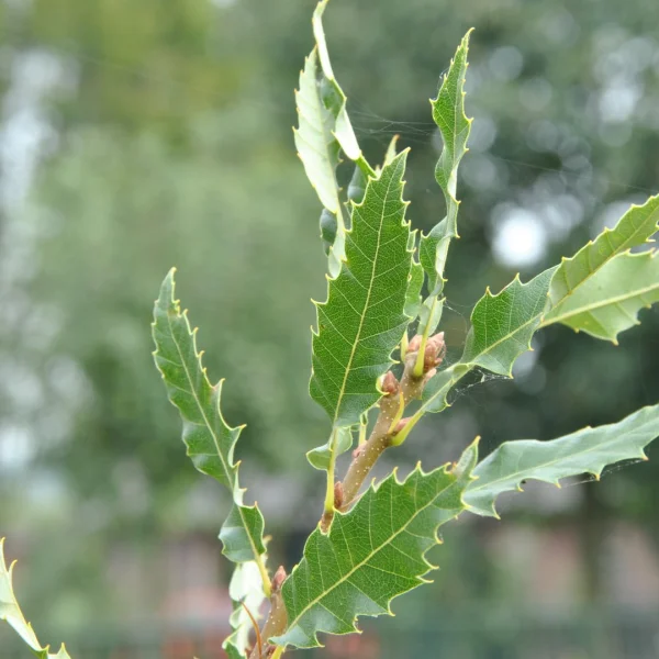 Quercus libani 'Angustfolia' – dub libanonský 'Angustfolia'