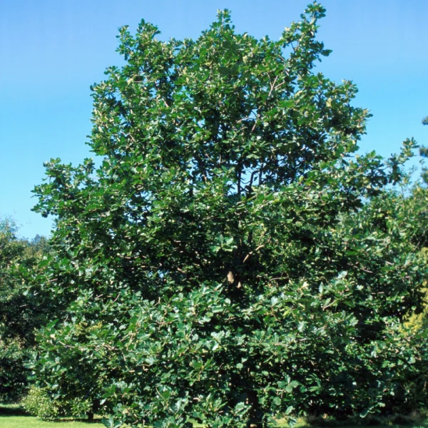 Quercus macranthera – dub velkokvětý