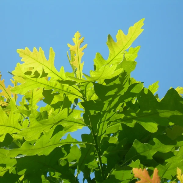 Quercus macrocarpa – dub velkoplodý