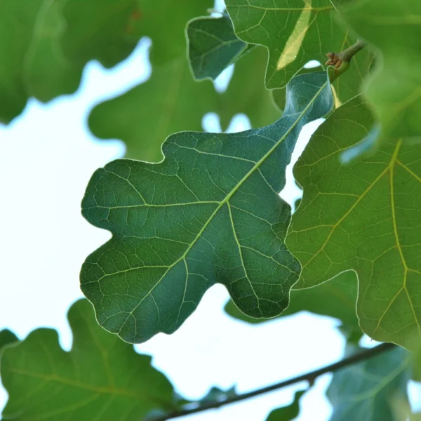 Quercus marilandica – dub marylandský