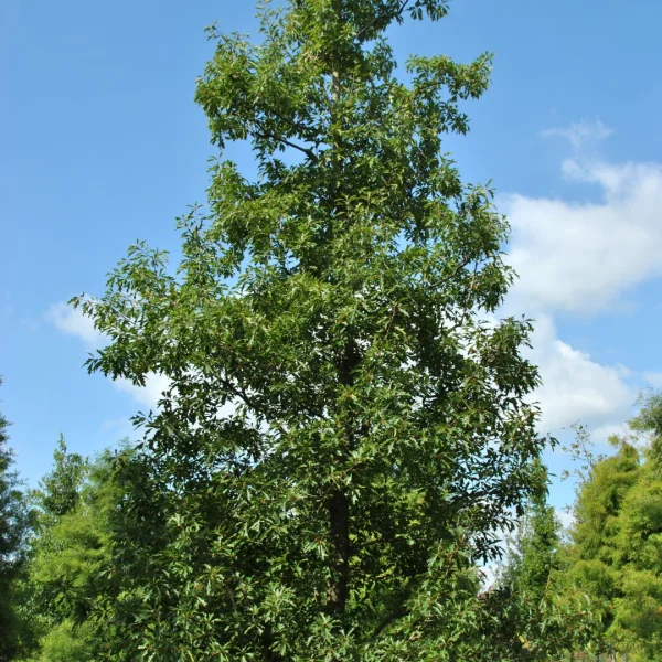 Quercus 'Mauri' – dub Maurův