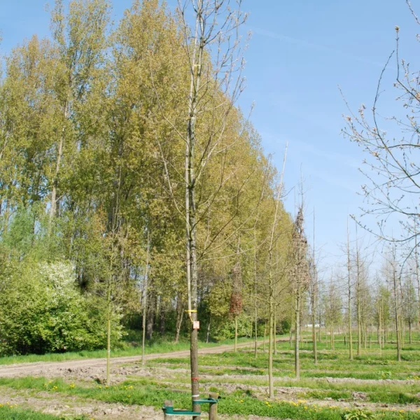 Quercus muehlenbergii – dub Muehlenbergův