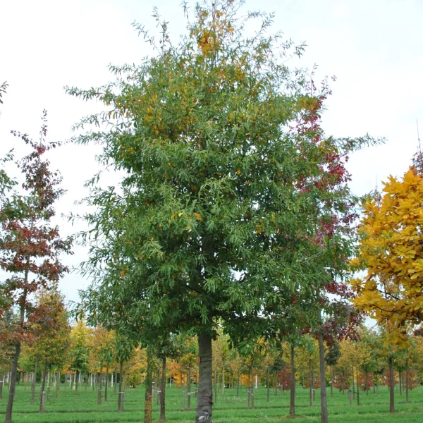 Quercus nigra – dub černý