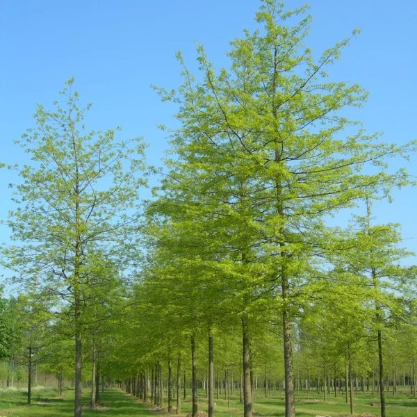 Quercus palustris – dub bahenní