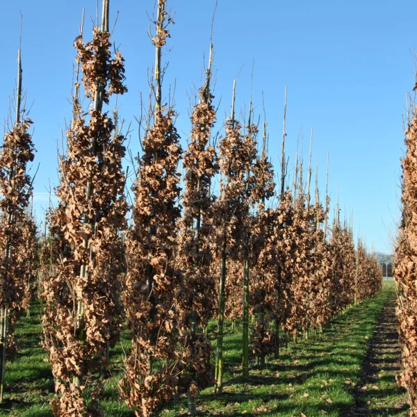 Quercus palustris GREEN PILLAR ('Pringreen') – dub bahenní GREEN PILLAR ('Pringreen')