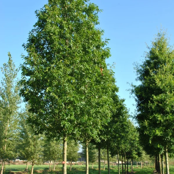 Quercus palustris 'Helmond's Red Globe' – dub bahenní 'Helmond's Red Globe'