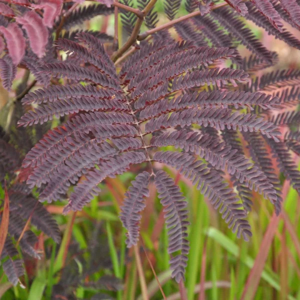 Albizia julibrissin 'Summer Chocolate' – albízie růžová 'Summer Chocolate'