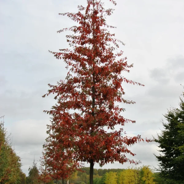 Quercus palustris TREEVOLUTION® 'Woodside Splendor' – dub bahenní 'Woodside Splendor'
