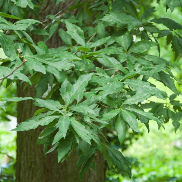 Quercus petraea 'Mespilifolia' – dub zimní 'Mespilifolia'