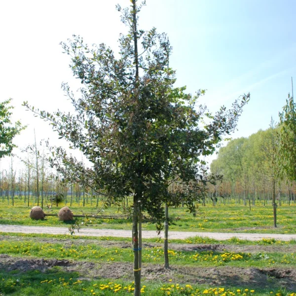Quercus phillyreoides – dub jamovcovitý