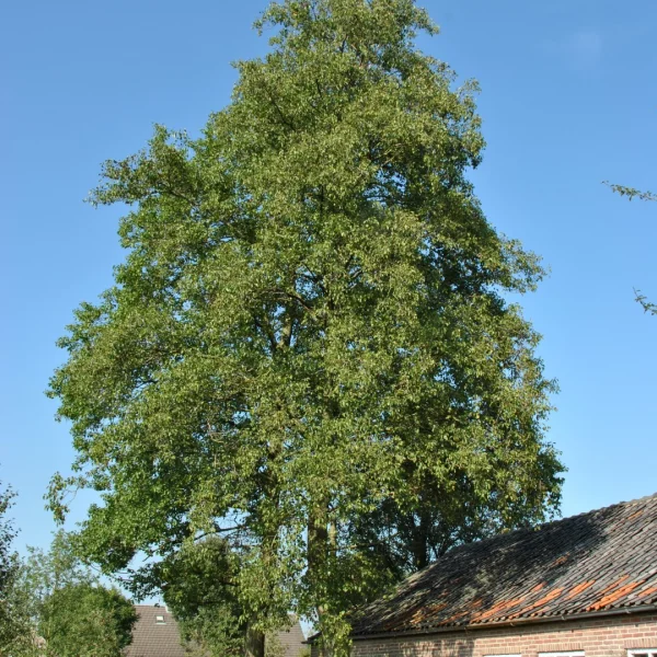 Alnus cordata – olše srdčitá