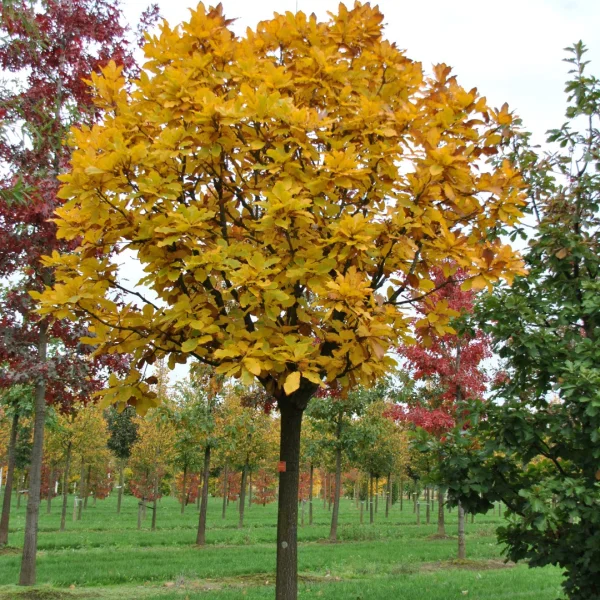 Quercus pontica – dub černomořský