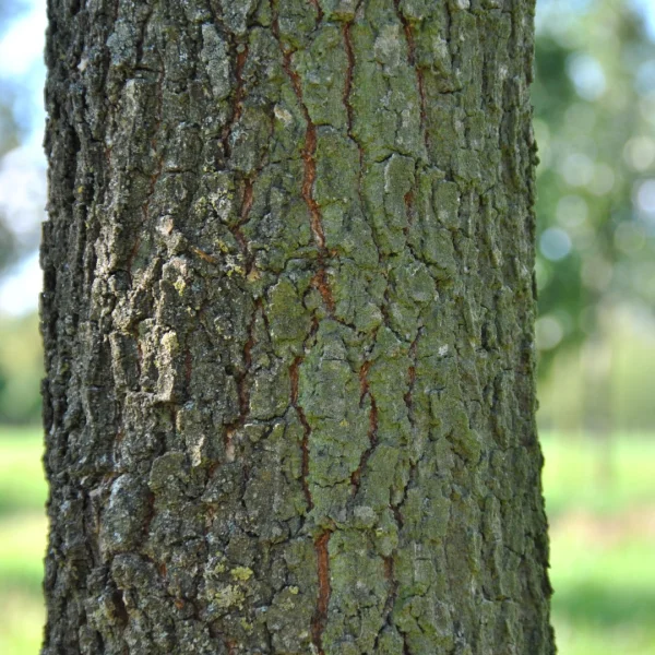 Quercus pubescens – dub pýřitý