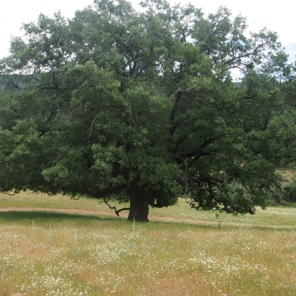 Quercus pyrenaica – dub pyrenejský