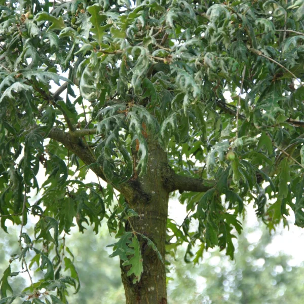 Quercus pyrenaica 'Pendula' – dub pyrenejský 'Pendula'