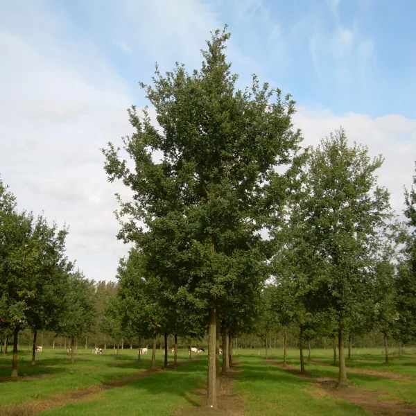 Quercus robur – dub letní (křemelák)