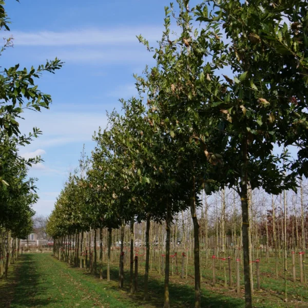 Quercus rhysophylla 'Maya' – dub mexický 'Maya'