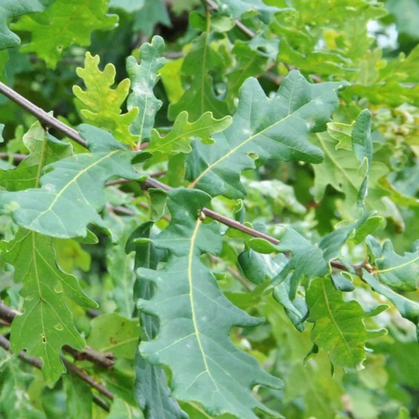 Quercus robur 'Alnarp Weeping' – dub letní 'Alnarp Weeping'