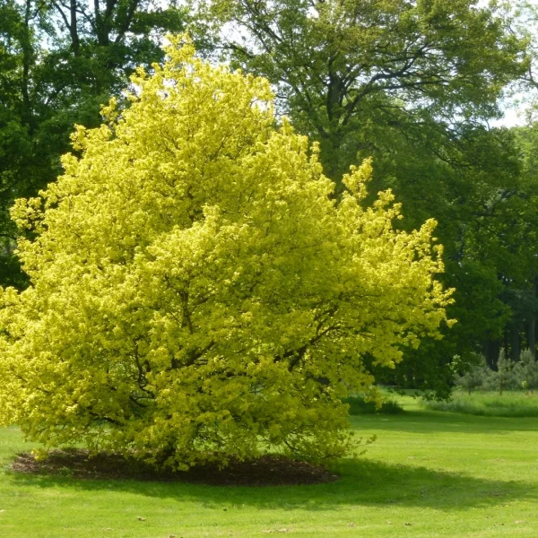 Quercus robur 'Concordia' – dub letní 'Concordia'