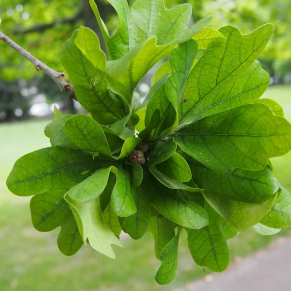 Quercus robur 'Cristata' – dub letní 'Cristata'