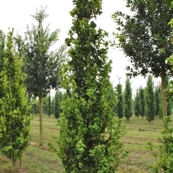Quercus robur 'Facrist' – dub letní 'Facrist'