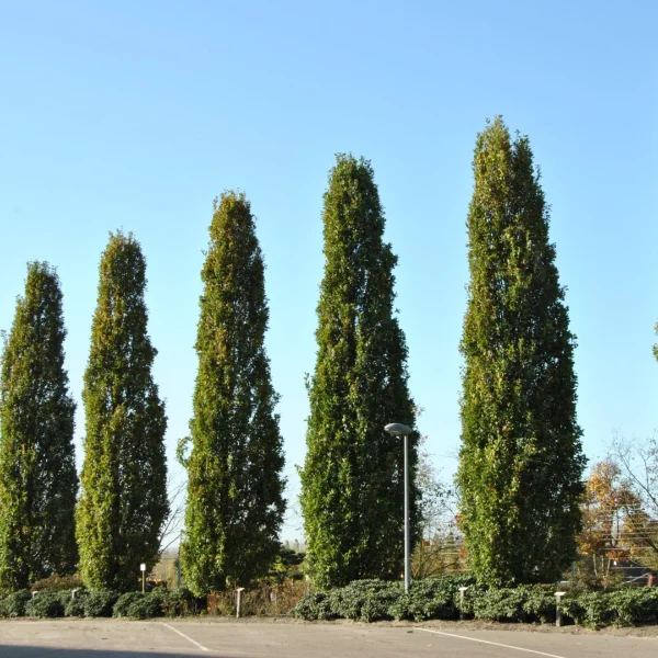 Quercus robur 'Fastigiate Koster' – dub letní  'Fastigiate Koster'