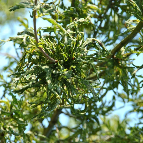 Quercus robur 'Irtha' – dub letní  'Irtha'
