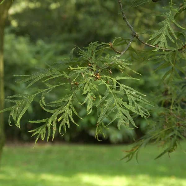 Quercus robur 'Pectinata' – dub letní  'Pectinata'