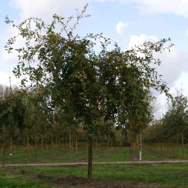 Quercus robur 'Pendula' – dub letní  'Pendula'