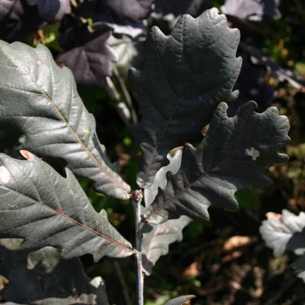 Quercus robur 'Timuki' – dub letní  'Timuki'