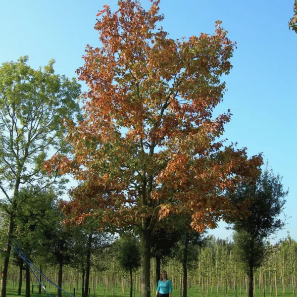 Quercus rubra 'Aurea' – dub červený 'Aurea'
