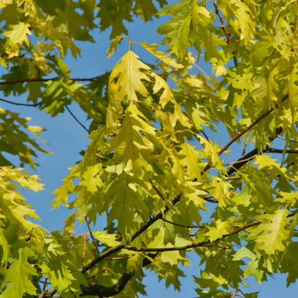 Quercus rubra 'Magic Fire' – dub červený 'Magic Fire'