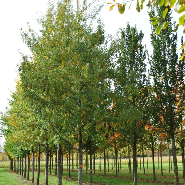 Quercus ×schochiana – dub x Schochův
