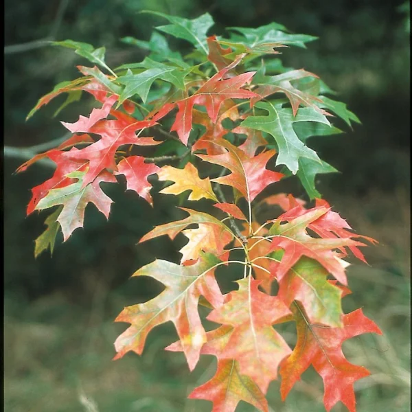 Quercus shumardii – dub Shumardův