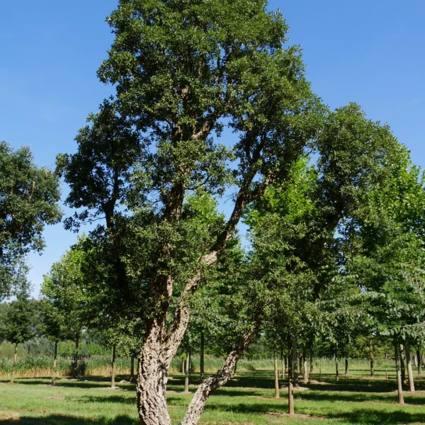 Quercus suber – dub korkový