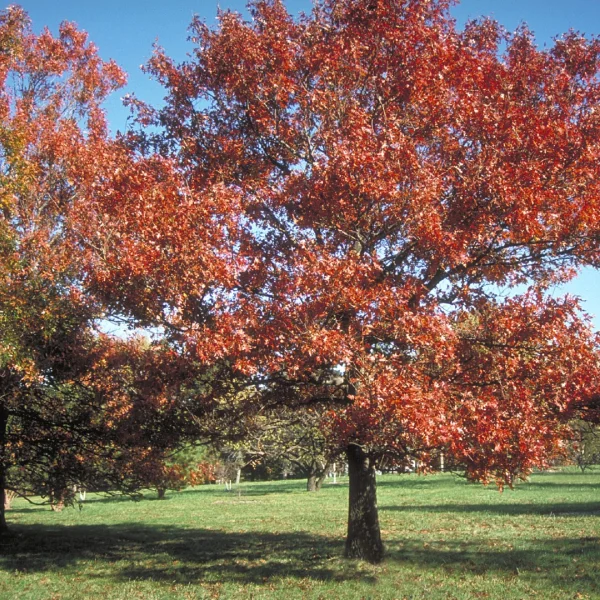 Quercus texana – dub texaský
